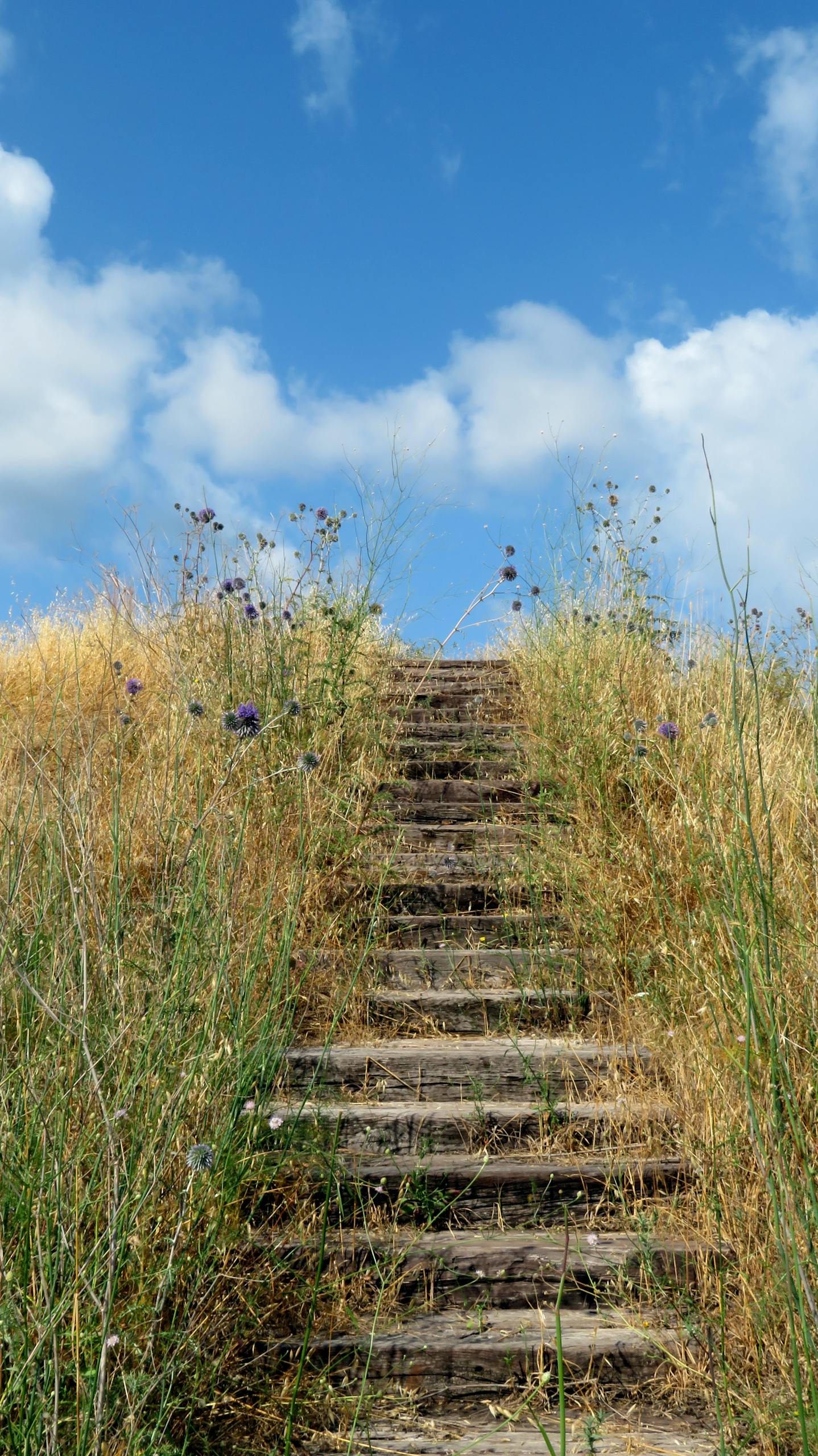 Step into nature with these wooden stairs ascending a grassy hill under a clear blue sky.